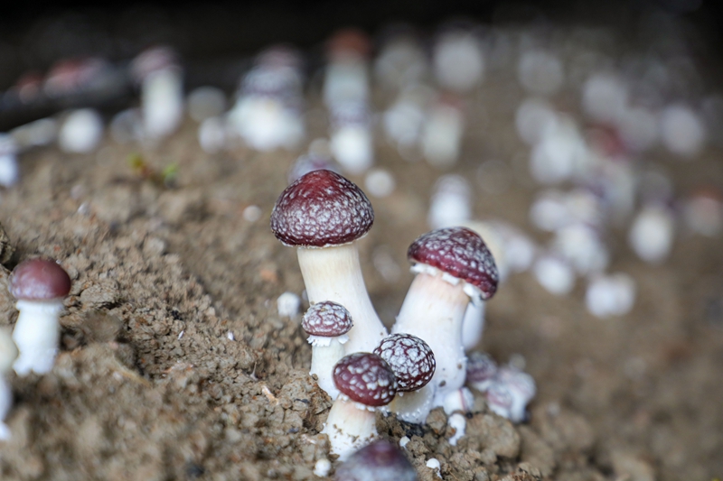 长势良好的赤松茸