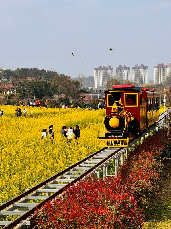 壇廠神採八卦園油菜花田景色 。.jpg
