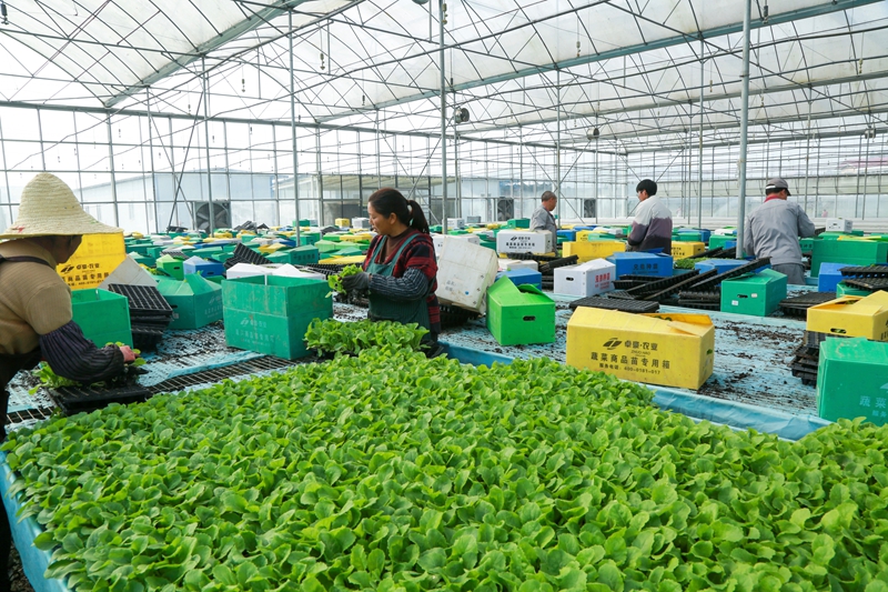 卓豪農業廠房內。