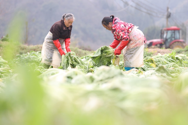 2、村民在给采收的青菜去除枯叶。（唐鹏 摄）