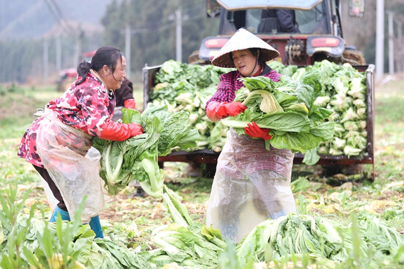 7、村民在搬运宽帮青菜。（唐鹏 摄）