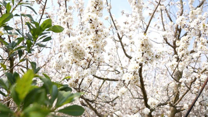 竞相绽放的樱桃花.jpg