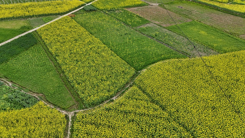 格凸河鎮油菜花海。