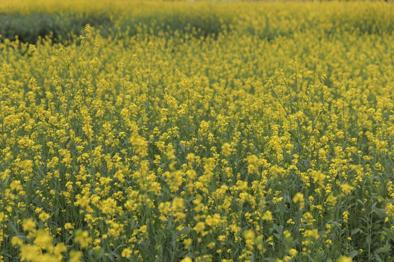 格凸河鎮油菜花海。