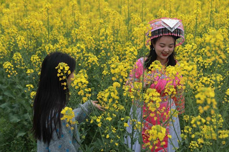 游客漫步格凸河鎮油菜花海。
