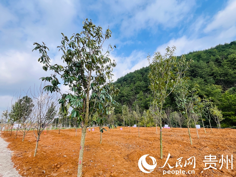 一处山坡整齐栽满新树种。人民网记者 陈洁泉摄