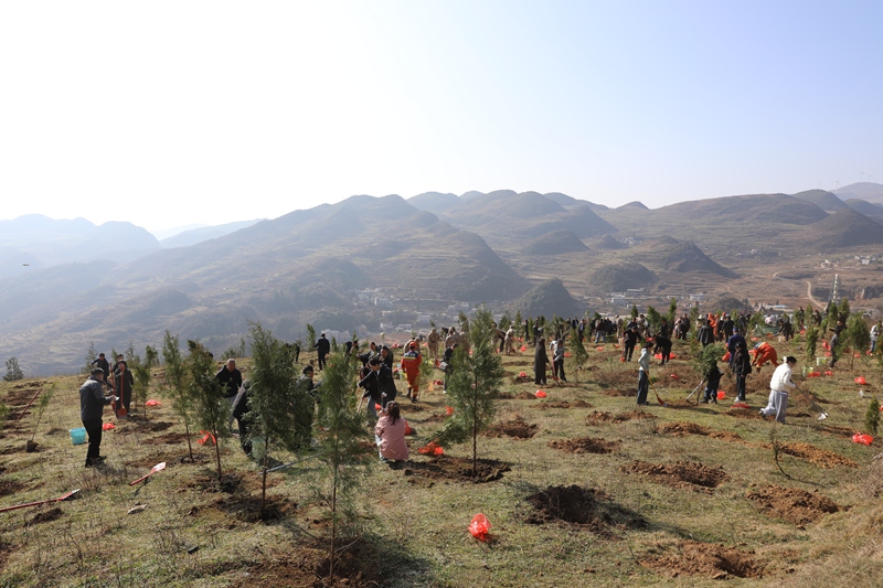 赫章縣與省市同步開展義務植樹  胡彥 攝