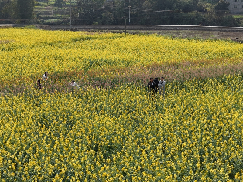 2、游客們在花田中拍照打卡。.JPG