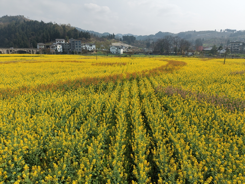 4、五馬鎮魚孔村的油菜花開，不同顏色的油菜花共同展示出來。.JPG