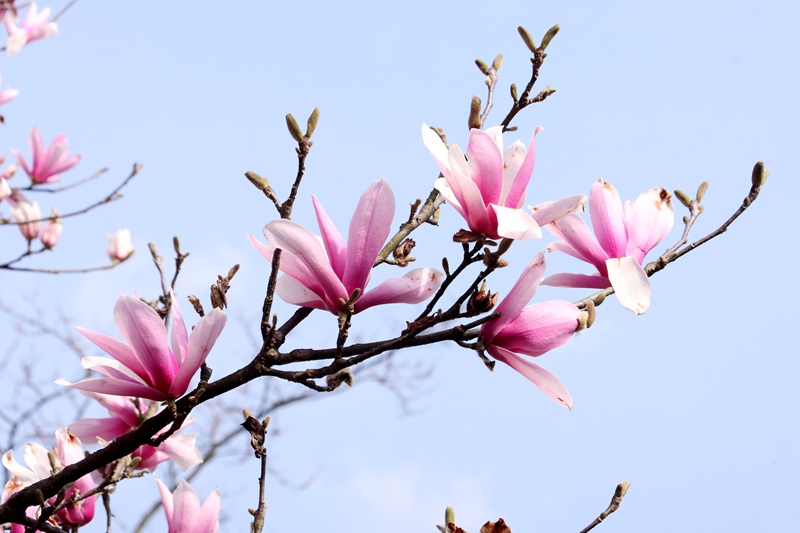 競相開放的玉蘭花 (2).jpg