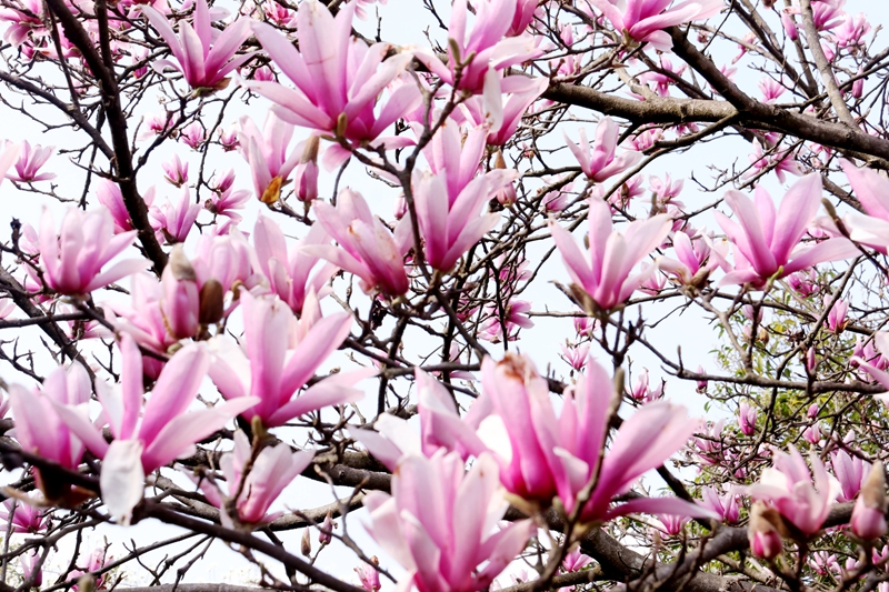 競相開放的玉蘭花 (1).jpg