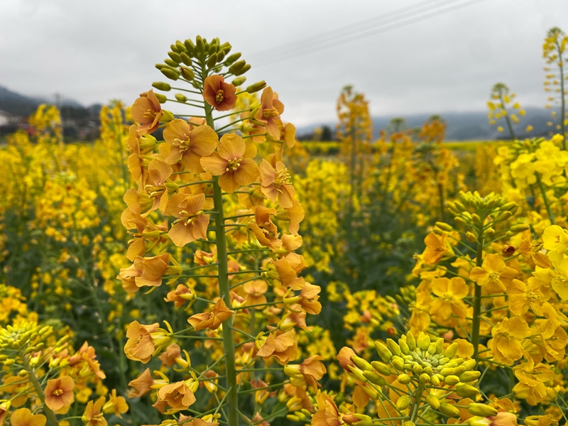 金灿灿的油菜花 金莎 摄.jpg