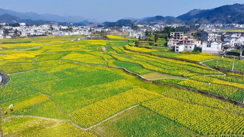 岩孔街道的油菜花海 潘飞 摄.jpg