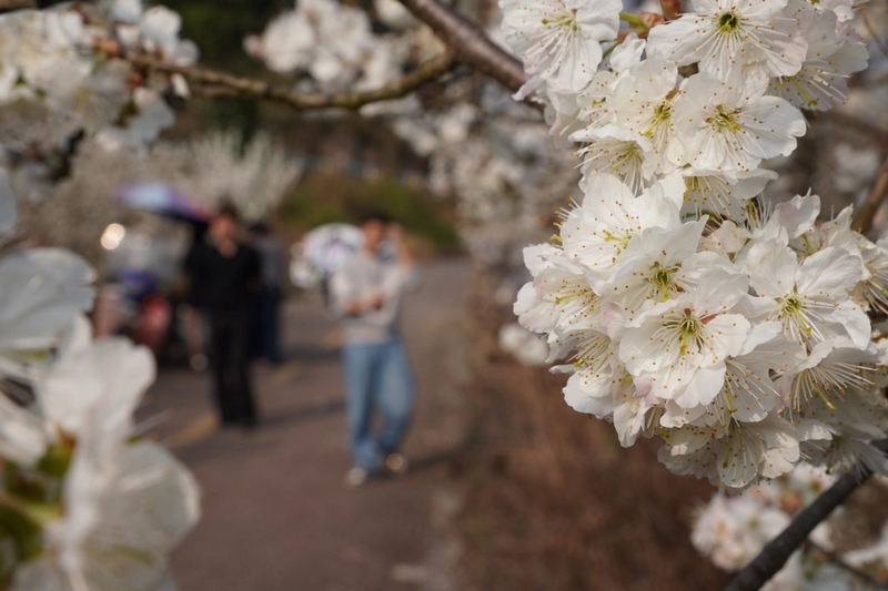 樱桃花竞相绽放。