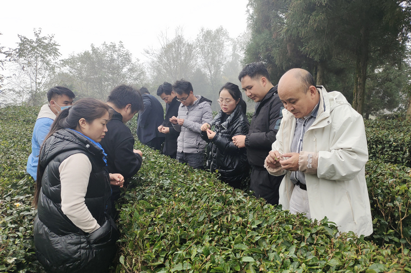 杨恩兰排查茶树越冬情况。