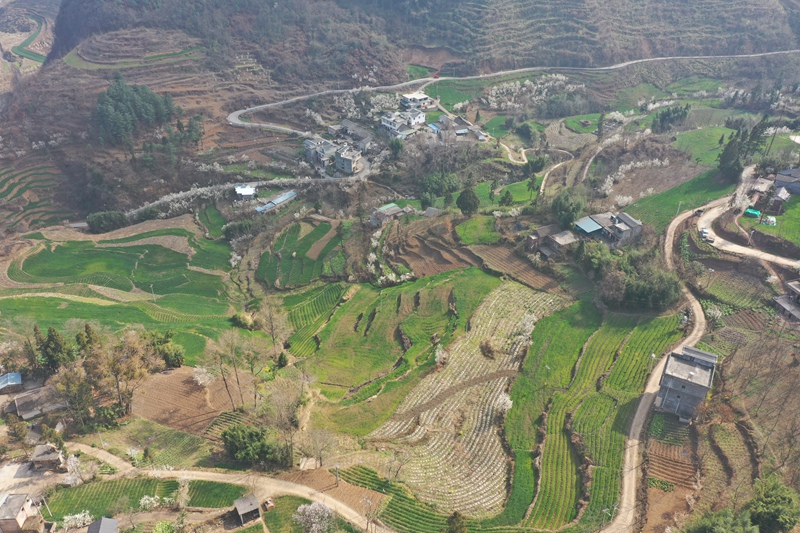 赫章縣六曲河鎮農旅融合，春天麥浪花香繞農家  魯紹林 攝1