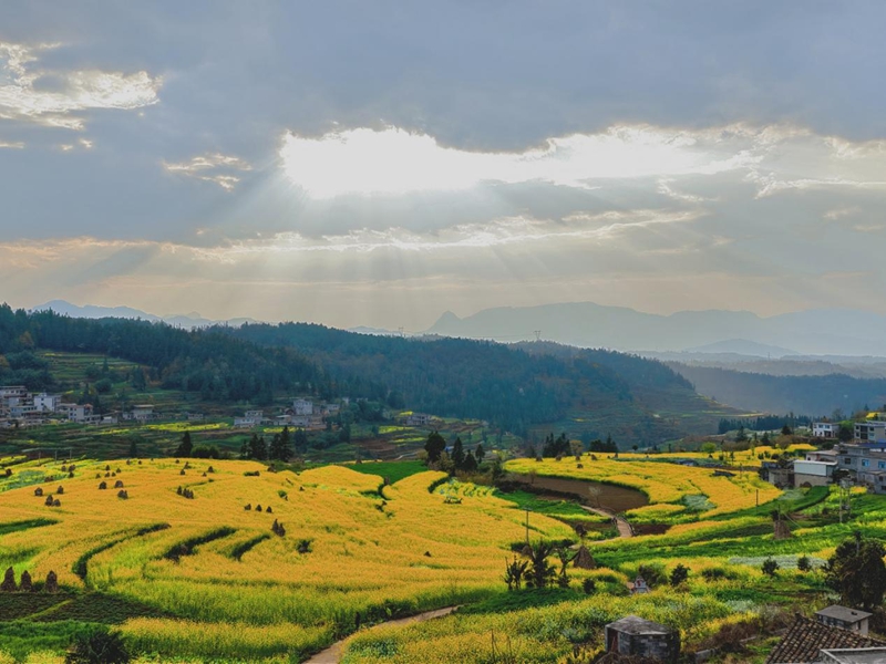 三月限定浪漫！水城这片梯田油菜花，美到不想走。