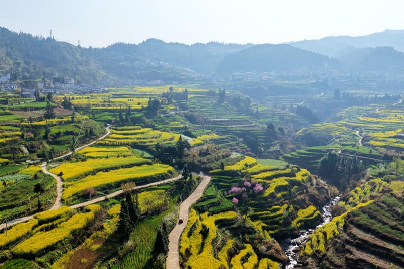 三月限定浪漫！水城这片梯田油菜花，美到不想走。