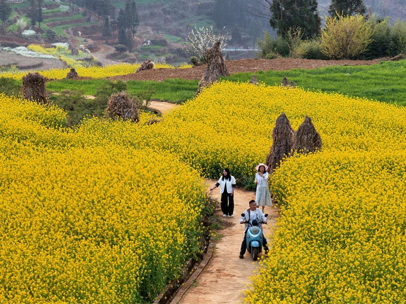 三月限定浪漫！水城这片梯田油菜花，美到不想走。