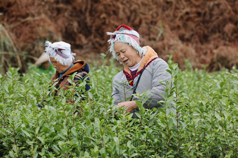 施秉县杨柳塘镇地坝村群众在采茶。邰胜智摄