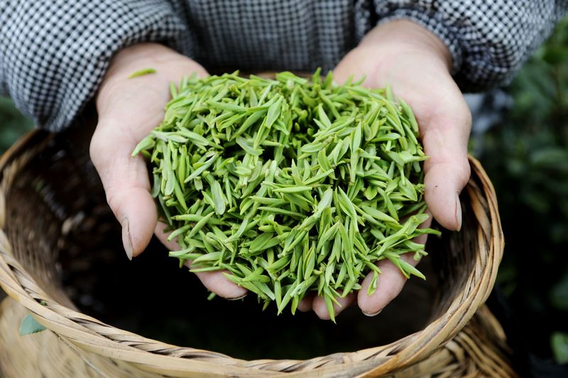 施秉县杨柳塘镇群众采摘好的毛尖茶。邰胜智摄