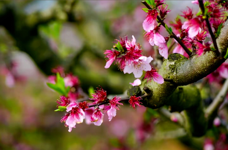 圖1 南明永樂萬畝桃園啟幕三月“村”游盛宴