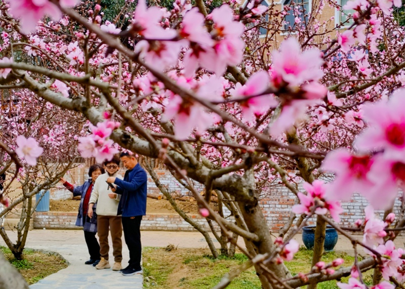 圖2南明永樂萬畝桃園啟幕三月“村”游盛宴