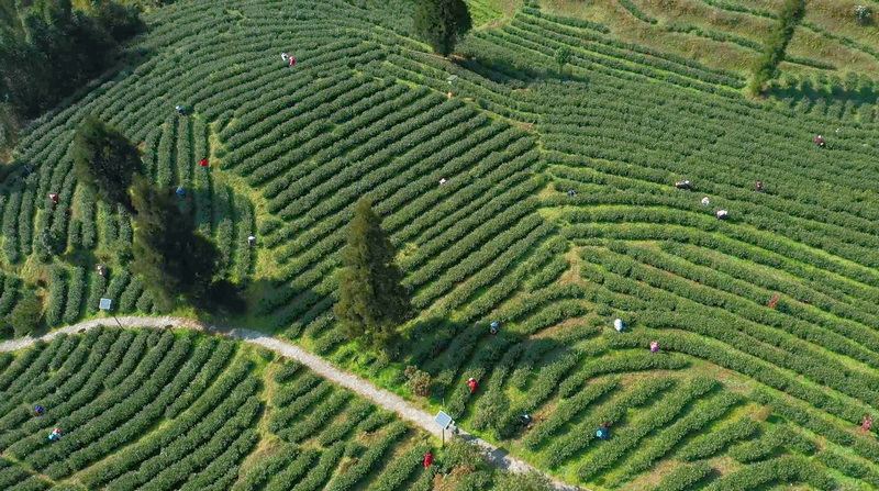 民主镇茶厂航拍。