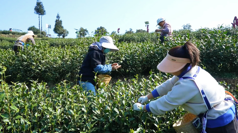 “明前茶”采摘现场。