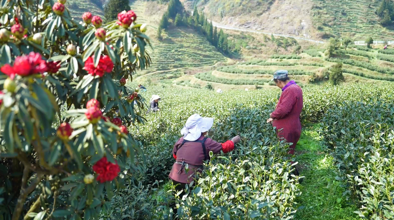 “明前茶”采摘现场。