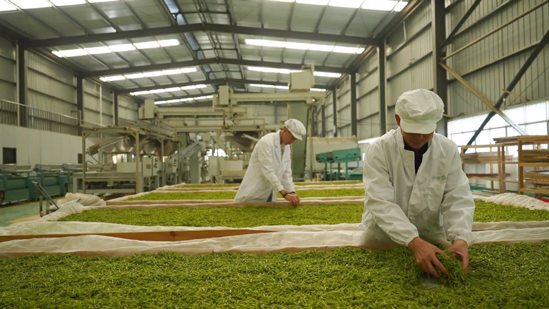 “明前茶”加工现场。