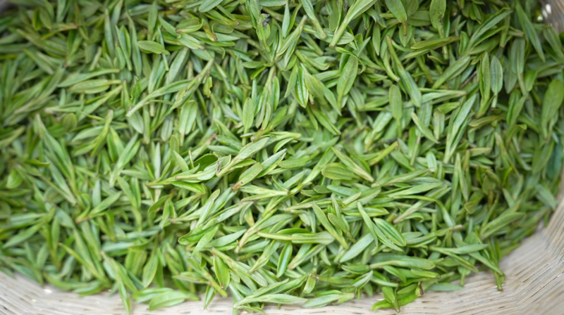 刚采摘的新鲜“明前茶”。