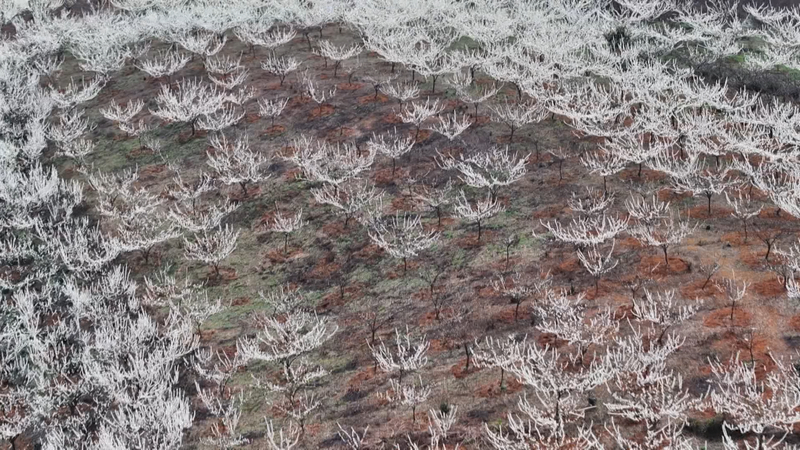 限定“春雪” 一路繁花 西秀區3000余畝李花迎春開放。