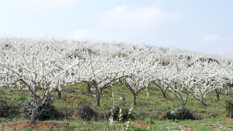 限定“春雪” 一路繁花 西秀區3000余畝李花迎春開放。