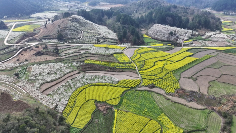 限定“春雪” 一路繁花 西秀區3000余畝李花迎春開放。