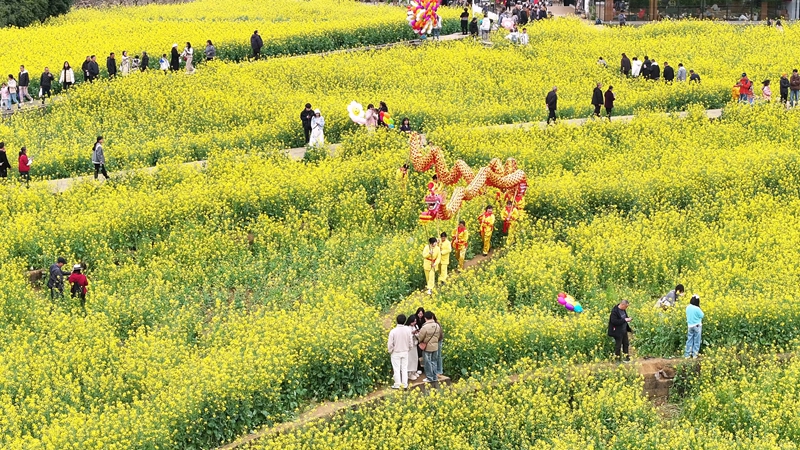 1 2026年春節期間，興義萬峰林景區油菜花盛放，憑借金色花海、熱鬧村舞和濃濃“煙火氣”迎來了新春旅游熱潮。（張鬆 攝）.jpg