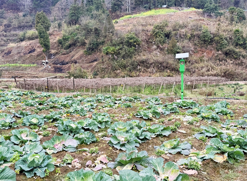 施秉县城关镇白塘村田间地头安装的风吸式太阳能杀虫灯.jpg