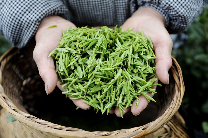 施秉县杨柳塘镇群众采摘好的毛尖茶。邰胜智摄