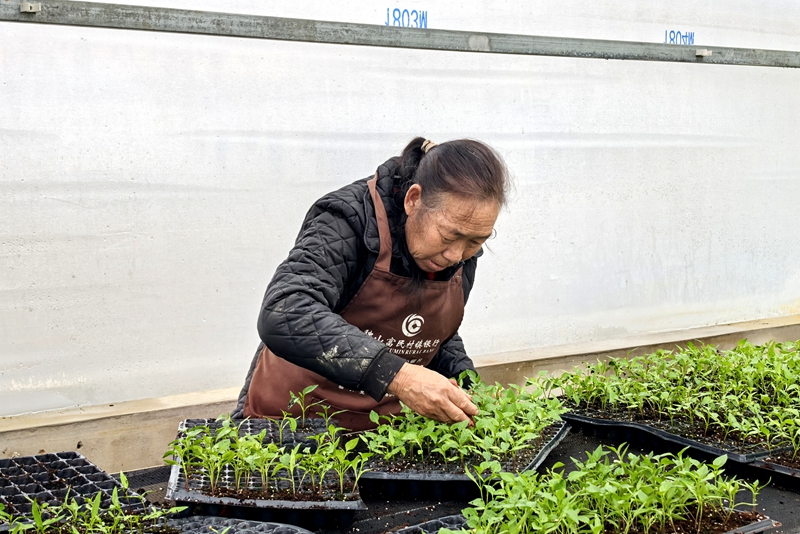 独山县花园村蔬菜育苗长势正旺。