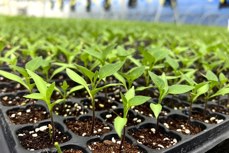 独山县花园村蔬菜育苗长势正旺。