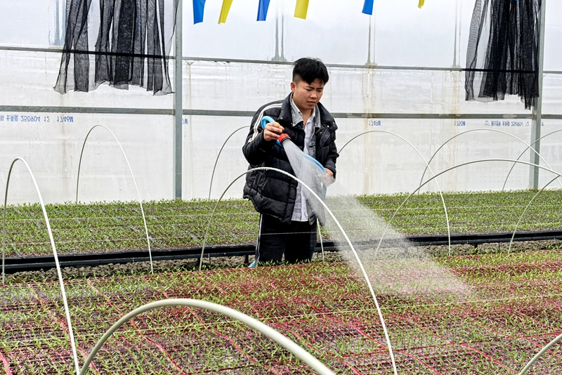 独山县花园村蔬菜育苗长势正旺。