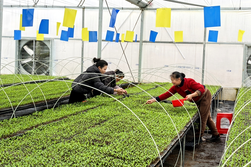 独山县花园村蔬菜育苗长势正旺。