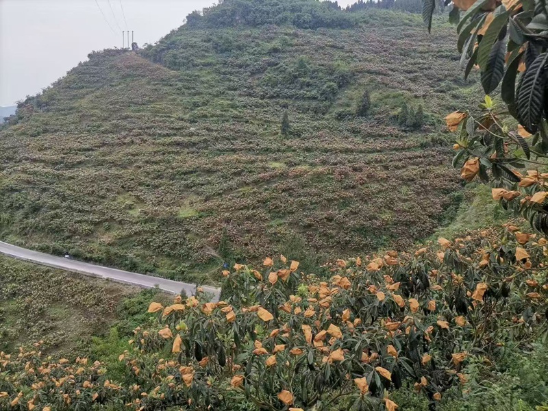 图为:花梨镇枇产业