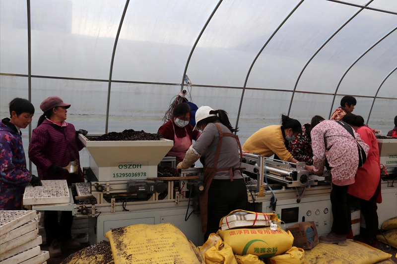 鬆桃甘龍鎮:人勤春早備耕忙。