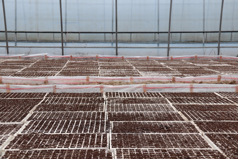 鬆桃甘龍鎮:人勤春早備耕忙。