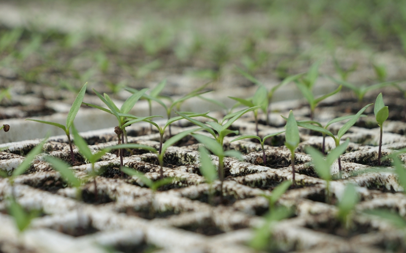 搶抓農時育好苗 鬆桃辣椒育苗工作有序推進