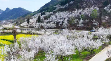 樱桃花开绘美景 产业赋能促增收