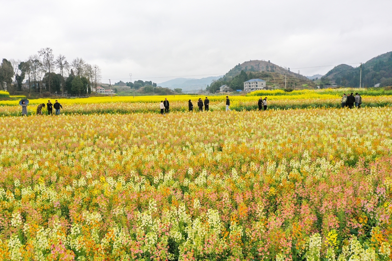 3月3日，游客在貴州省遵義市播州區茅栗鎮油菜花海裡游玩。