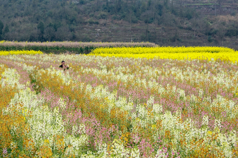 3月3日，游客在貴州省遵義市播州區茅栗鎮油菜花海裡欣賞美景。