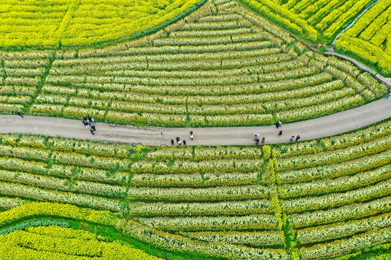 3月3日，游客在貴州省遵義市播州區茅栗鎮多彩油菜花海裡觀賞。